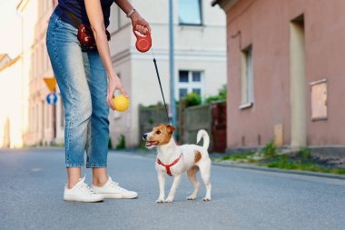 Köpek sahibi Pet 'le şehirde yürüyor, oyuncak topla oynuyor, Jack Russell Terrier şirin portresi.