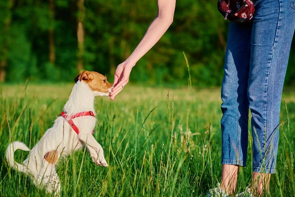 Mulher Treinando Seu Cão Parque Verão Pet Pedindo Guloseimas Enquanto — Fotografia de Stock