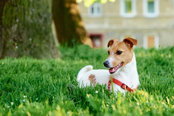 Cute Dog Walks Summer Meadow Green Grass Pet Portrait — Stock Fotó