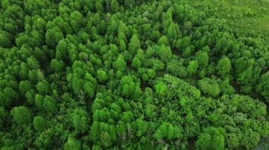 Yeşil orman, hava manzaralı. Çam ağaçlarının doğa manzarası, kuş bakışı. Yaz ormanlarının güzel arka planı