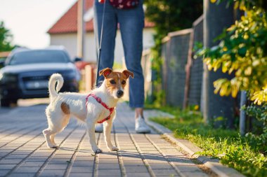 Evcil hayvan sahibi köpekle dışarıda dolaşıyor, Jack Russell Terrier yaz günü şehir caddesinde.