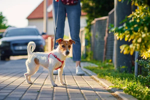 Dono Animais Caminha Com Cão Livre Jack Russell Terrier Rua — Fotografia de Stock