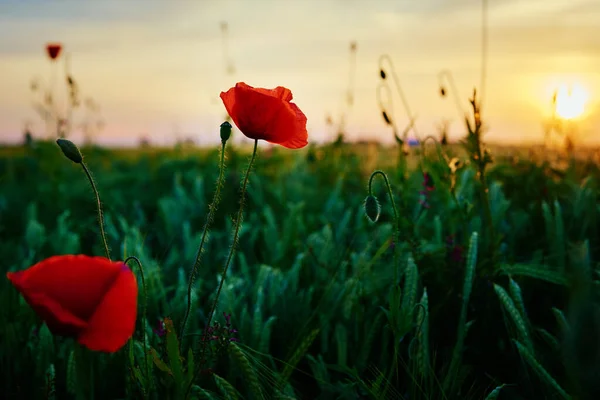 Blooming Red Poppy Flowers Green Field Sunset Sky Beautiful Natural — Stock Photo, Image