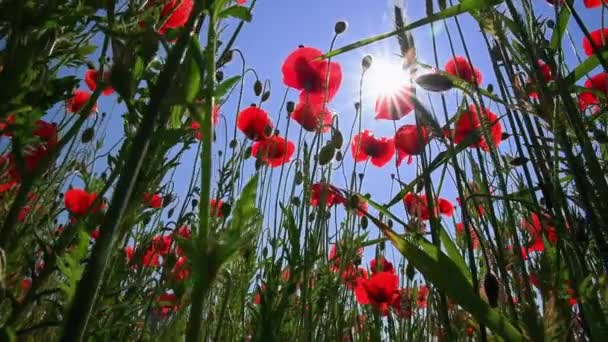 夏には青空に向かって緑の野に赤いケシの花を咲かせ 美しい自然景観 — ストック動画