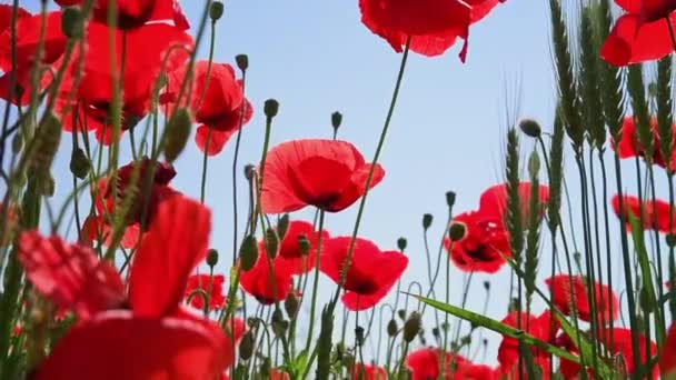 Blooming Red Poppy Flowers Green Field Blue Sky Sunbeam Rays — Stock Video