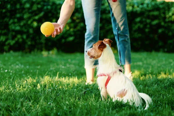 Frau Geht Mit Hund Spazieren Herrchen Spielt Mit Haustier Park — Stockfoto