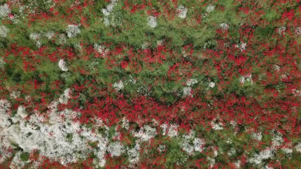 Цветущие Красные Цветы Мака Зеленом Поле Вид Сверху Вид Воздуха — стоковое видео