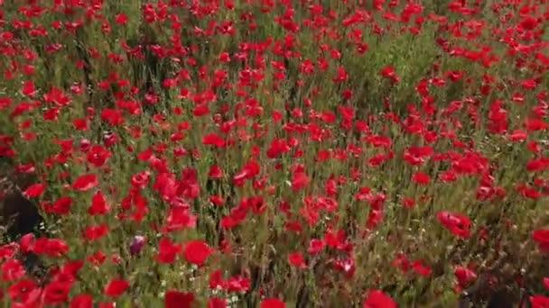 Blühende Rote Mohnblumen Grünen Feld Ansicht Von Oben Luftaufnahme Der — Stockvideo