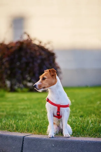 夏の日に街の通りを歩いている間に舗装された犬 かわいいペットの肖像画 — ストック写真