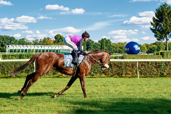 緑のフィールドにジョッキーライダーと馬を実行しています ポーランドのヴロツワフ 2021年9月5日 — ストック写真