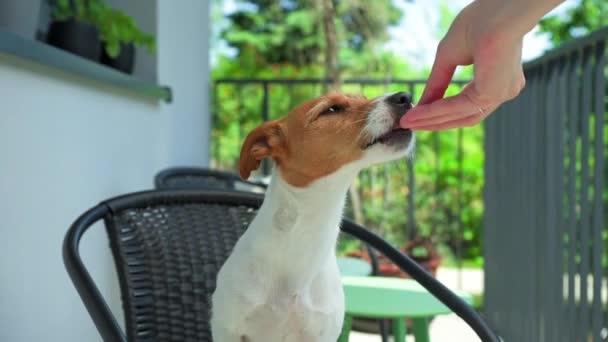 夏の日に屋外に座って 所有者の手からお菓子を食べる犬 給餌ペット — ストック動画