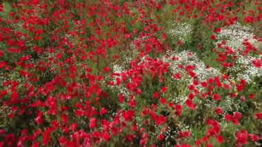 Yeşil tarlada açan kırmızı gelincik çiçekleri, üst manzara. Yazın güzel doğal manzaranın havadan görünüşü