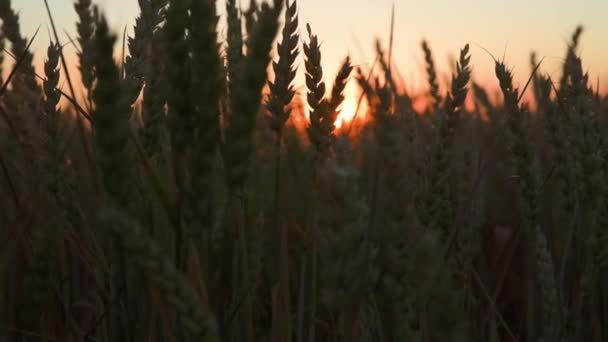 Mező Búza Fülekkel Naplementekor Élelmiszerválság Éhínség Világkoncepció Növekvő Búza Csírák — Stock videók