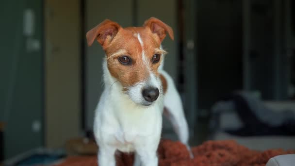Lindo Retrato Perro Interiores Jack Russell Terrier Sentado Sofá Sala — Vídeo de stock