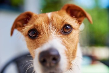 Açık havada şirin köpek portresi, yaz günü balkonda oturan Jack Russell Terrier, kameraya bakan komik hayvan.