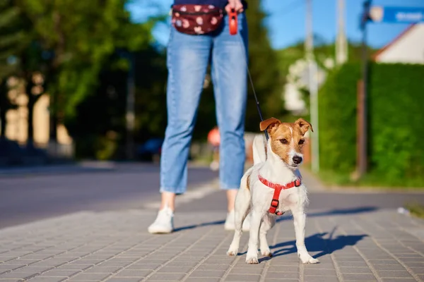 Dono Animais Caminha Com Cão Livre Jack Russell Terrier Rua — Fotografia de Stock