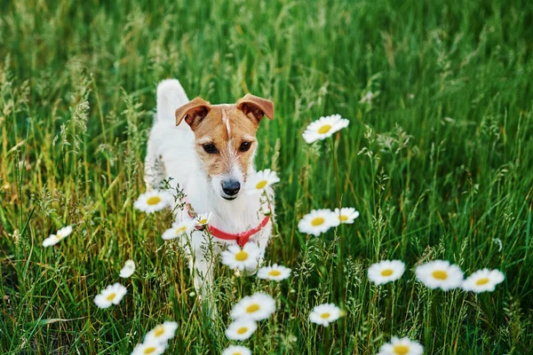 かわいい犬はカモミールの花と緑の草の中に座って 夏の牧草地でペットの肖像画 — ストック写真