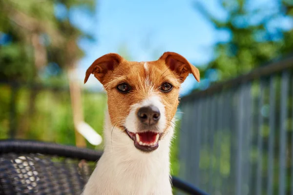 Aranyos Kutya Portré Szabadban Jack Russell Terrier Erkélyen Nyári Napon — Stock Fotó