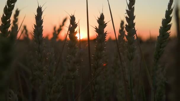Pole Pšeničnými Ušima Při Západu Slunce Potravinová Krize Světový Hlad — Stock video