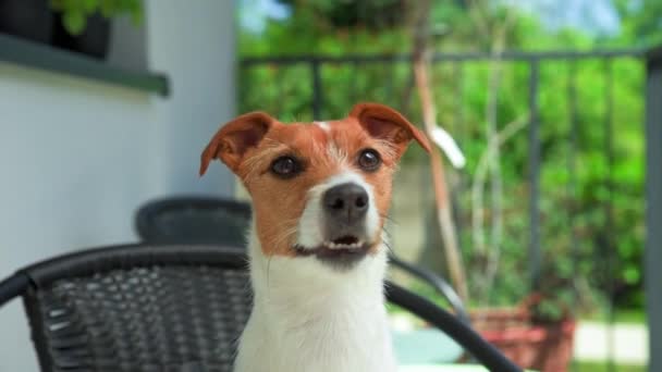 屋外でかわいい犬の肖像画 夏の日にバルコニーに座っているジャック ラッセル テリア カメラを見て面白いペット — ストック動画