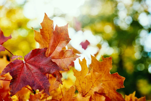 Autumn Background Colorful Maple Leaves Sun Light Close — Zdjęcie stockowe