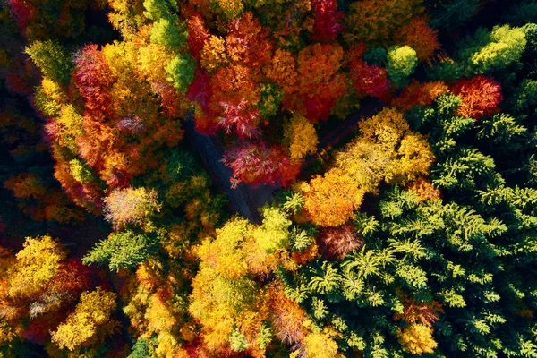 Montañas Cubiertas Bosque Color Otoñal Vista Aérea Hermoso Paisaje Naturaleza — Foto de Stock