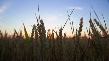 Gün batımında buğday kulaklı tarla, gıda krizi ve dünya açlık kavramı, büyüyen buğday filizleri, Harwest sorunu.