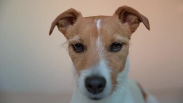 Милый Портрет Собаки Помещении Смешной Питомец Смотрит Камеру — стоковое видео