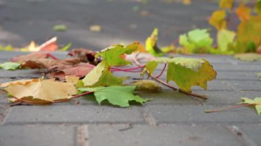Renkli akçaağaç yaprakları şehrin kaldırımında