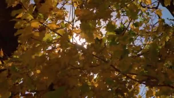 Жовте Кленове Осіннє Листя Проти Сяючого Осіннього Сонячного Світла Природа — стокове відео