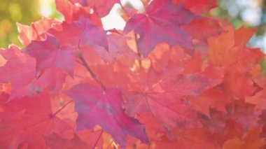 Kırmızı ve renkli akçaağaç yaprakları sonbahar güneşi ve doğa manzarasına karşı.