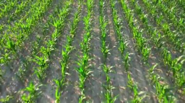 Mısırlı mısır tarlaları ve kırsal alanda insansız hava aracı uçuşu.