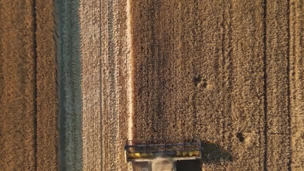 Aerial Top View Combine Harvester Collecting Golden Wheat Field Harvesting — Stockvideo
