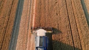 Aerial top view of combine harvester collecting golden wheat field, Harvesting machine working at agricultural field, Harvest reaping season