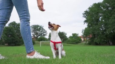 Sahibi yeşil tarlada köpekle oynuyor, kadın köpeğini eğitiyor, evcil hayvan sahibi ile dışarıda dolaşırken ikramda bulunuyor.