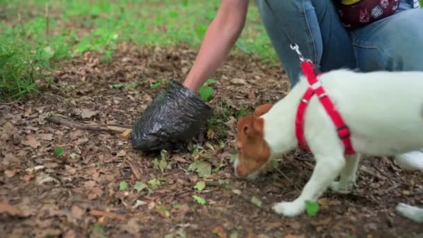 Pet Owner Cleaning Excrements His Dog Ground Plastic Bag Dog — Stockvideo