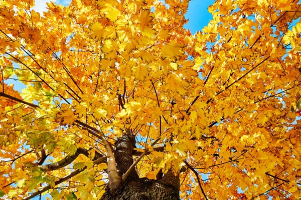 Autumn background. Autumn tree with colored leaves against blue sky