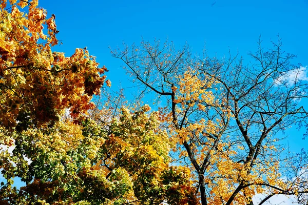 Autumn background. Autumn tree with colored leaves against blue sky