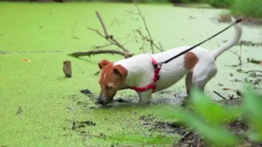 Pis köpek bataklıktan bir sopa alır, su birikintisinde ıslak bir hayvan.