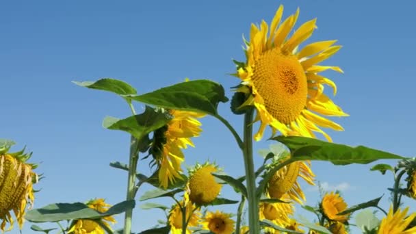 Blooming Sunflowers Field Summer Day Yellow Sunflower Head Blue Sky — Vídeos de Stock