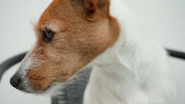 Super Slow Motion Dog Head Jack Russell Terrier Portrait Outdoors — 图库视频影像