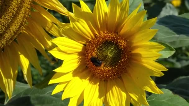 Blooming Sunflowers Field Summer Day Yellow Sunflower Head Blue Sky — Stockvideo