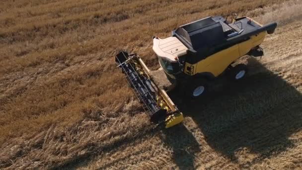 Aerial Top View Combine Harvester Collecting Golden Wheat Field Harvesting — 图库视频影像