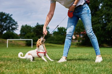 Sahibi yeşil tarlada köpekle oynuyor, köpeği eğiten kadın dışarıda dolaşırken ısırıyor.