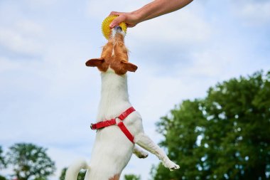 Parkta evcil hayvanla oynayan bir kadın, Mutlu Jach Russell teriyer köpeği, arazide sahibini gezdiriyor, evcil hayvanla iyi eğlenceler.
