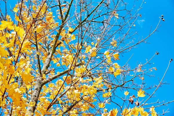 Autumn background. Autumn tree with colored leaves against blue sky