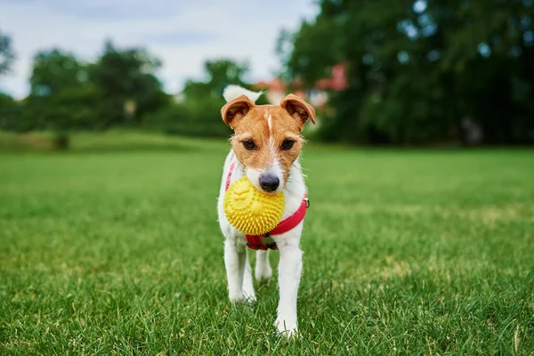 Perro Jugando Con Pelota Parque Jack Russell Terrier Retrato — Foto de Stock