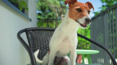 Açık havada şirin köpek portresi, yaz günü balkonda oturan Jack Russell Terrier, kameraya bakan komik hayvan.