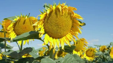 Blooming sunflowers field at summer day. Yellow sunflower head against blue sky. Harvest ripening for sunflower oil production