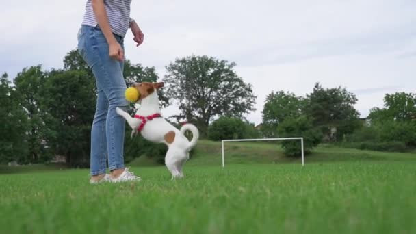 Owner Playing Dog Green Field Woman Training Her Dog Pet — Stockvideo